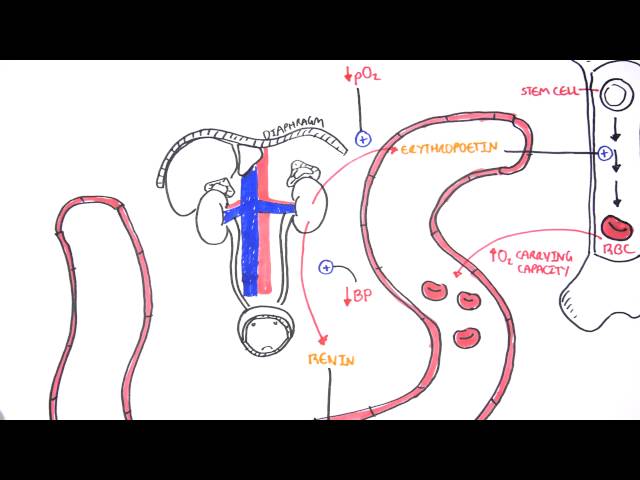 Endocrinology - Renal Hormones