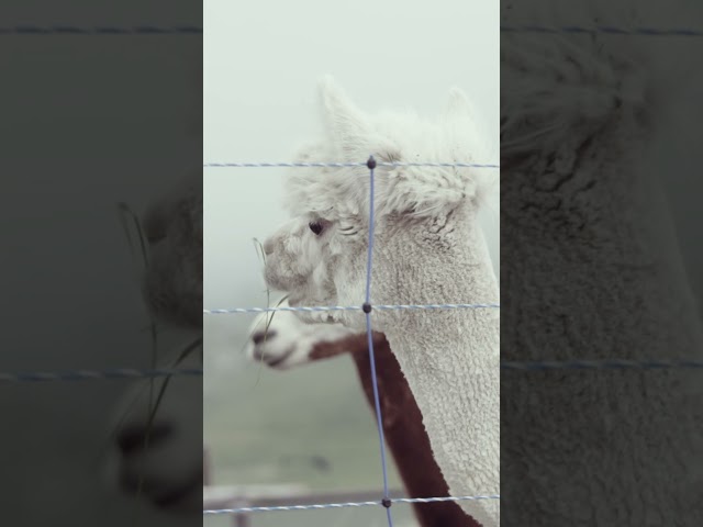 Alpacas | Can’t Sleep? Discover These Fluffy Andean Animals