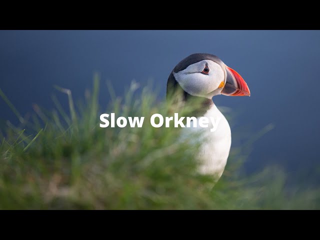 Slow Orkney - Puffins
