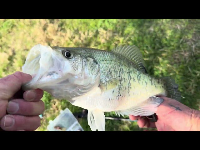 #bassfishing #pondfishing #lakefishing #crappie #fishingadventure