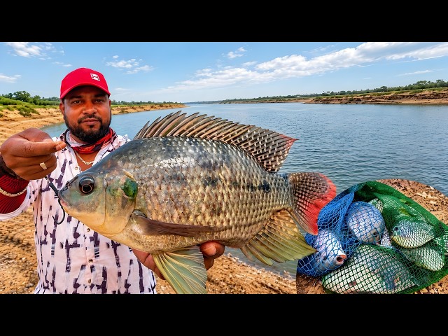 Tilapia Fish Catching 🔥 | How to Catch Tilapia with Triple Hook | Tilapia Fishing Tips