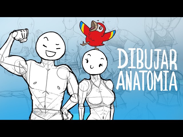 Como dibujar anatomía para principiantes - Paradox
