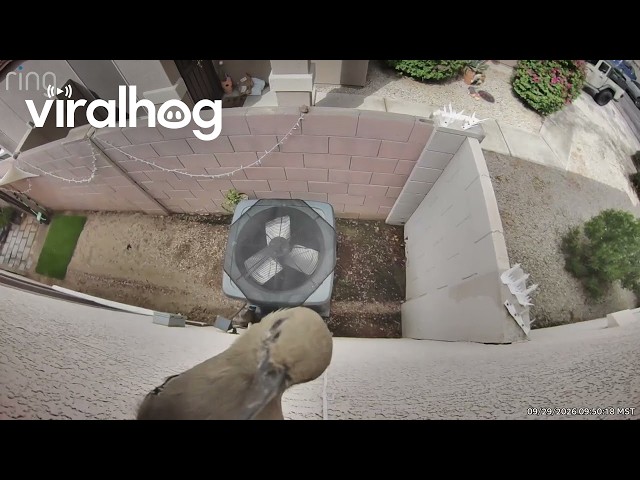 Woodpecker Is Back for Round 2 With Ring Camera || ViralHog