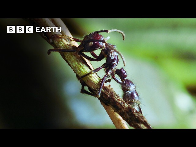 Nature's Tiny Terrors | BBC Earth