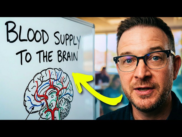 Anterior vs Middle vs Posterior Cerebral Arteries | Brain Blood Supply
