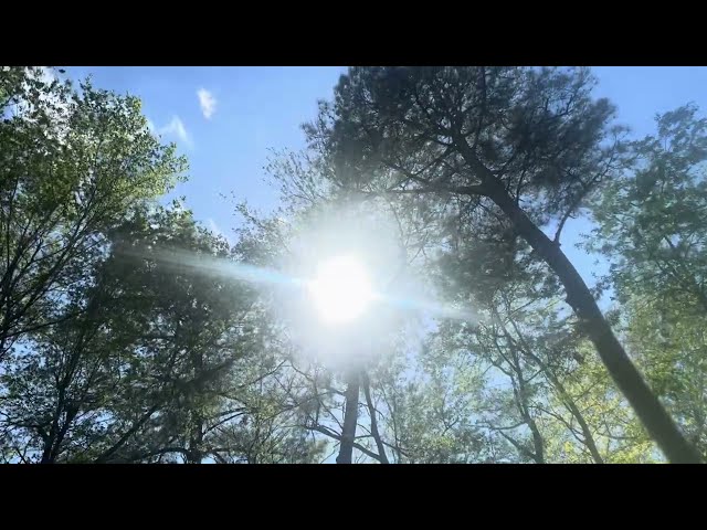 “Whispering Winds: Serene Sunlight Through Rustling Tree Tops”