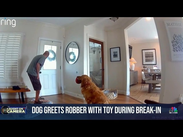 World’s worst guard dog exposed by Ring camera in San Diego