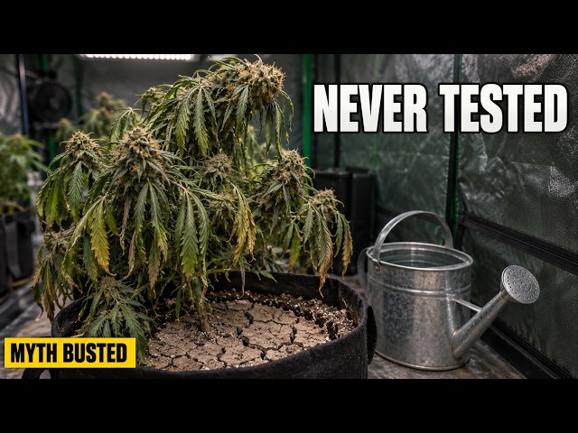 Stop Starving Your Plants Before Harvest (Nobody Tested the Drought Trick)