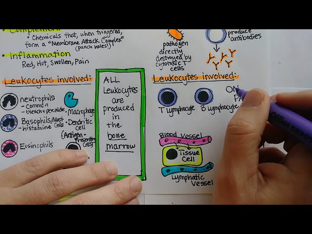 Immune System | Summary