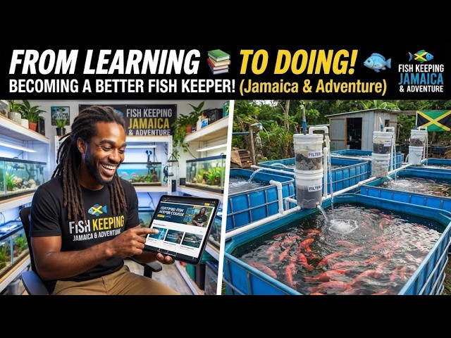 Leveling Up My Fish Room & Tilapia Pond! Free Online Courses now available