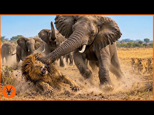 Most Greatest Fights In The Animal Kingdom Caught on Camera | Wild Animals