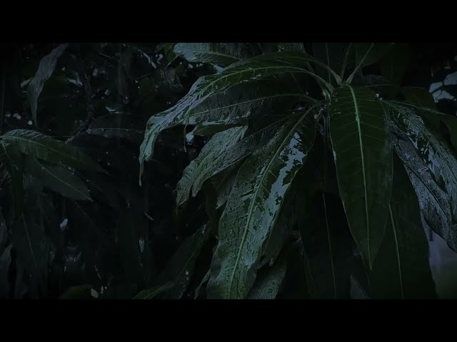 Gentle Rain Sound for Sleep, Study & Relaxation, 100% Real Rain & Audio (No AI)
