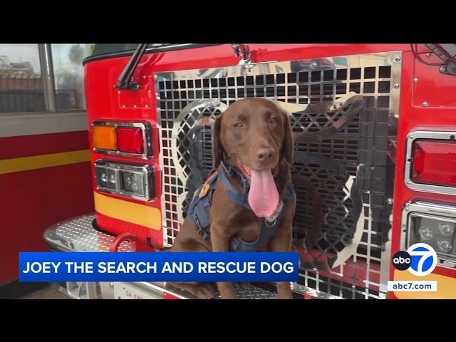 Meet Joey, the LA County K-9 who helped find 3 survivors in Venezuela quake rubble