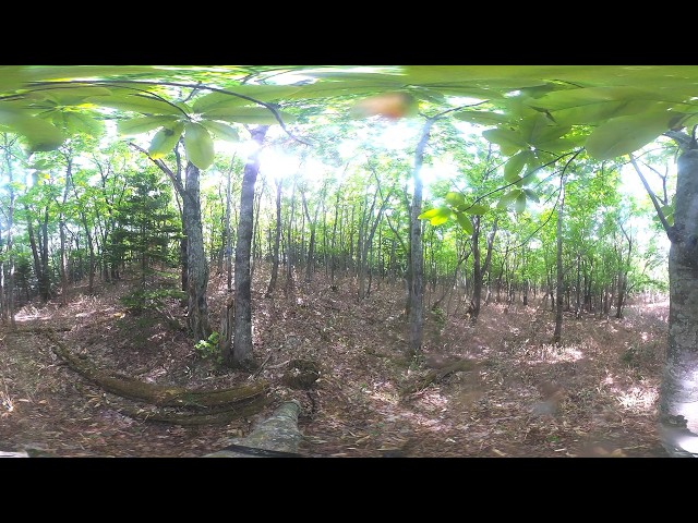 知床 360° 4K カメラライブ 7/17 ~