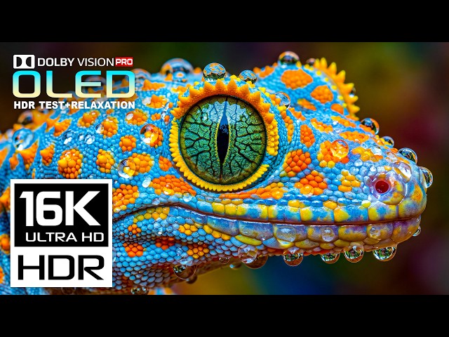 Best OLED Display Test Experience Ever | 16K HDR 120fps Dolby Vision | 8K/4K Video ULTRA HD TV
