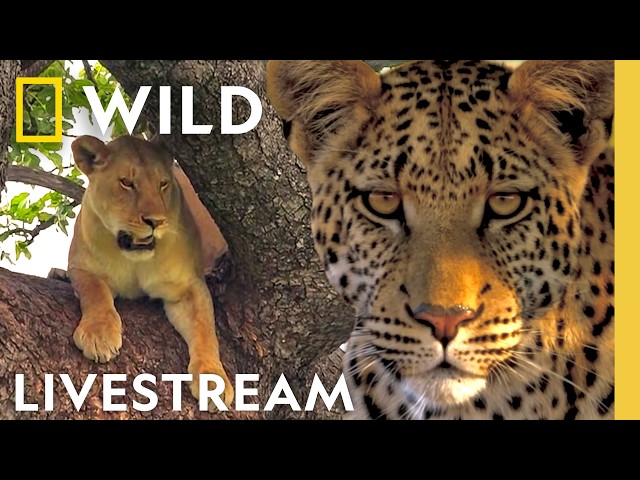 🔴 LIVE: Surviving Animal Rivalries | Animal Fight Night Livestream | Nat Geo Animals