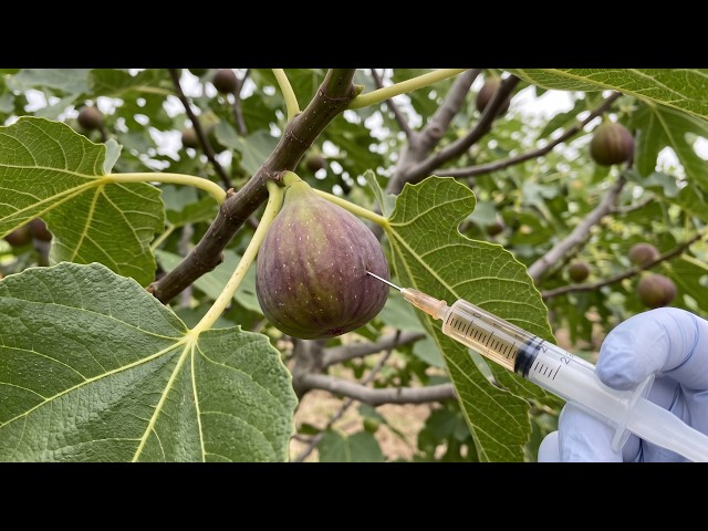 Fig Tree Hormones: Understand How They Work