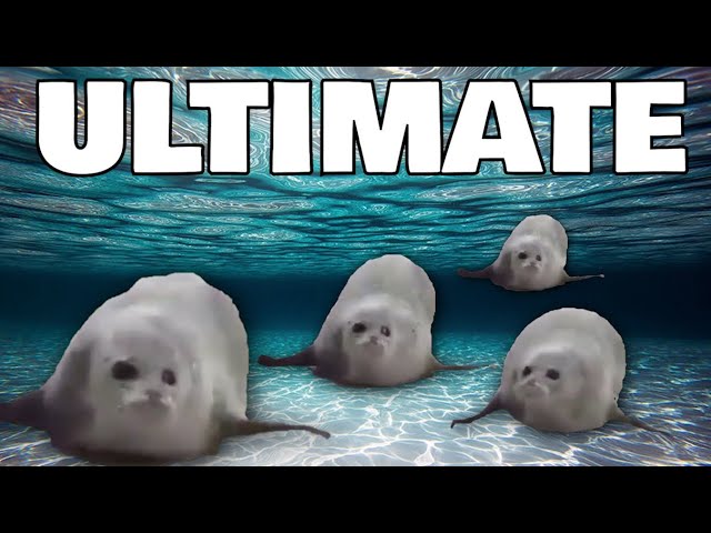 Bouncing Seals ULTIMATE 4
