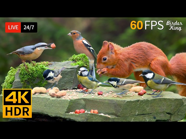 🔴 24/7 LIVE: Cat TV 😺 Charming Backyard Birds and Squirrels 🐦 Cat Games 4K HDR