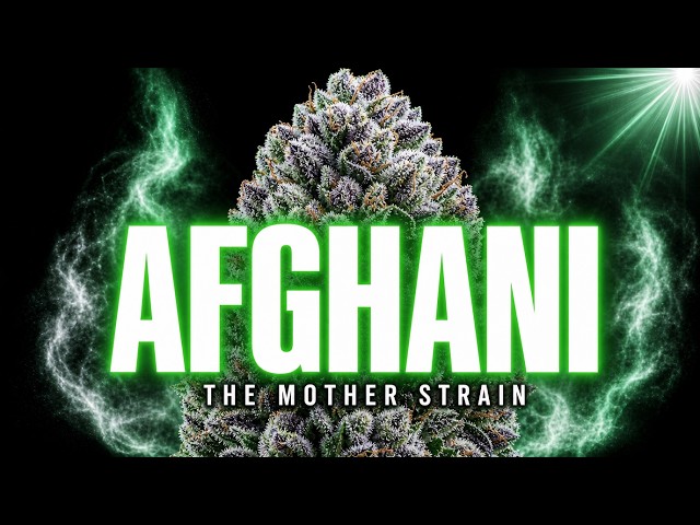 Afghani: The Most Important Strain In Cannabis History