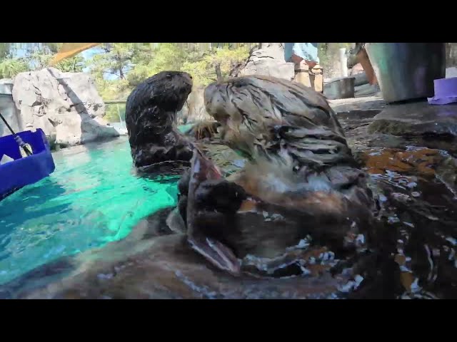Watch Frisky Sea Otters Smash Open Fresh Oysters And Clams