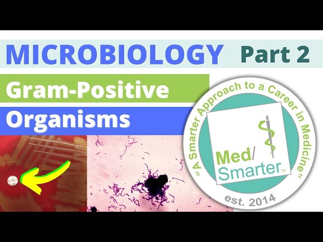 Microbiology | Gram Positive Organisms | Part 2