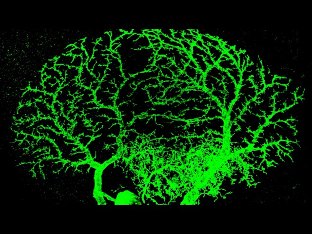 How Neurons Get Their Identity: Stowers Scientists Build New Brain Atlas