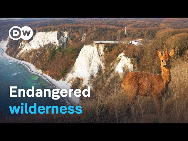 Wild Rügen - Tourism vs. nature conservation | DW Documentary