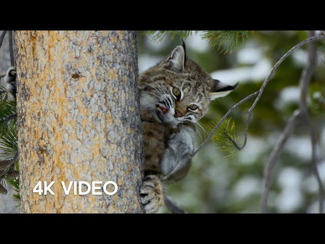Bobcat Hunting in Winter | 4K UHD | Planet Earth II | BBC Earth