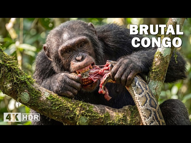 BRUTAL CONGO | The Power of Life in Africa’s Most Dangerous Jungle | Nature Animal Documentary