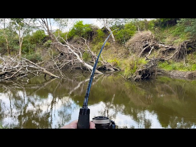 This INVASIVE Fish is Killing Australia's Ecosystem!