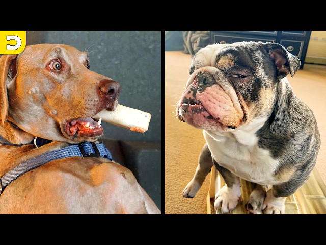 Funniest Dog Videos On The Internet