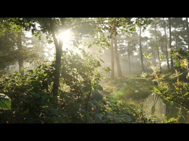 Relaxing Video With Chilling Music For You