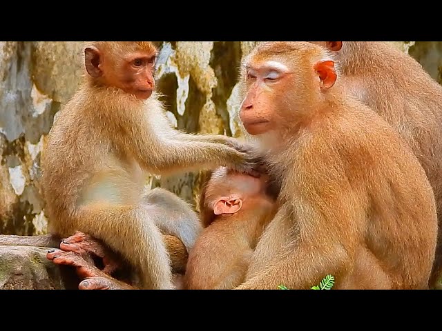 Rainbow Needs Milk Pulling it Out, Baby Monkey Wild I BBC Earth I Nat Geo Wild Nature, Animal Planet