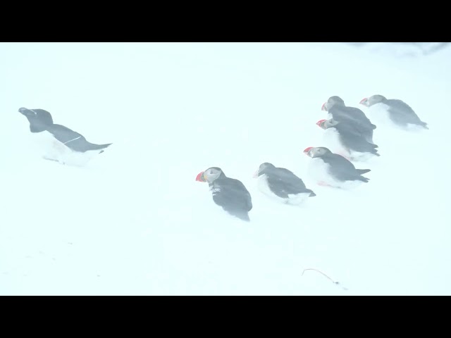 Puffins in a snowstorm on the island of Hornoya in Norway in March 2022. 4K HDR