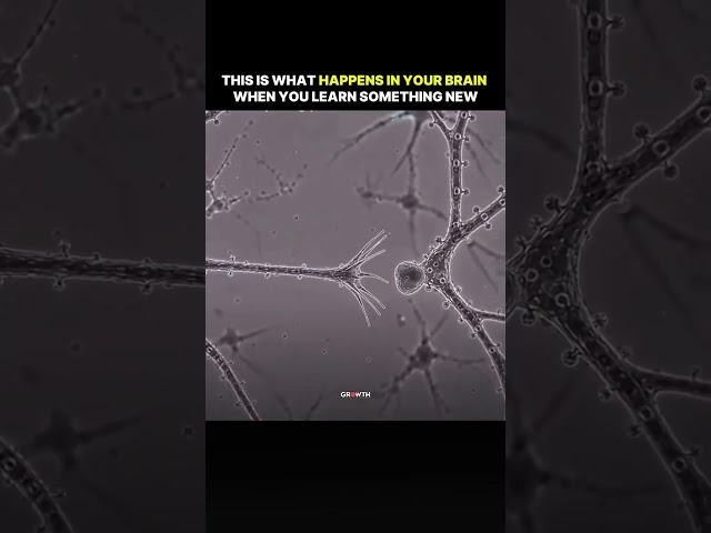 This is What Happens in Your Brain When You Learn Something New