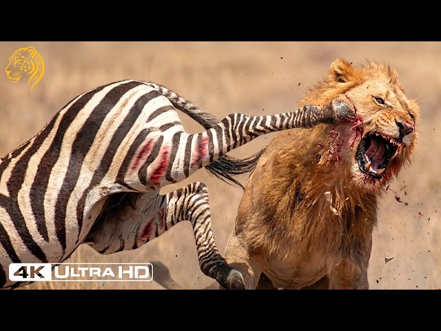 African Savannah | The Price of the Deadliest Battles | FULL EPISODE | Nature Animal Documentary