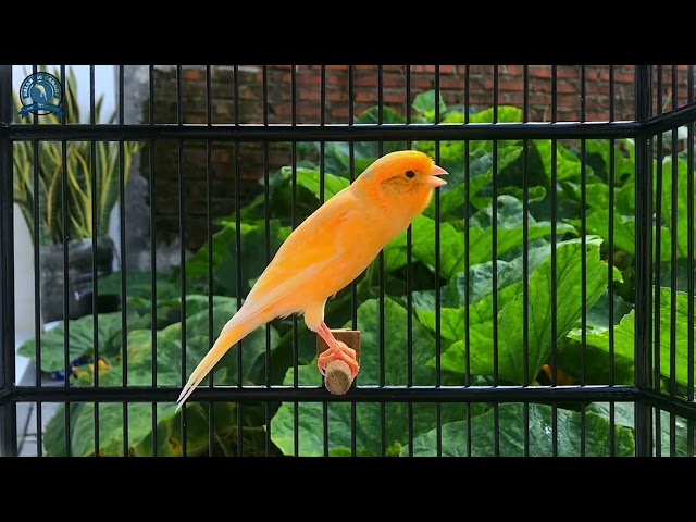 Impossible If Your Canary Does Not Immediately Sing🎵 Belgian Canary Training🐦