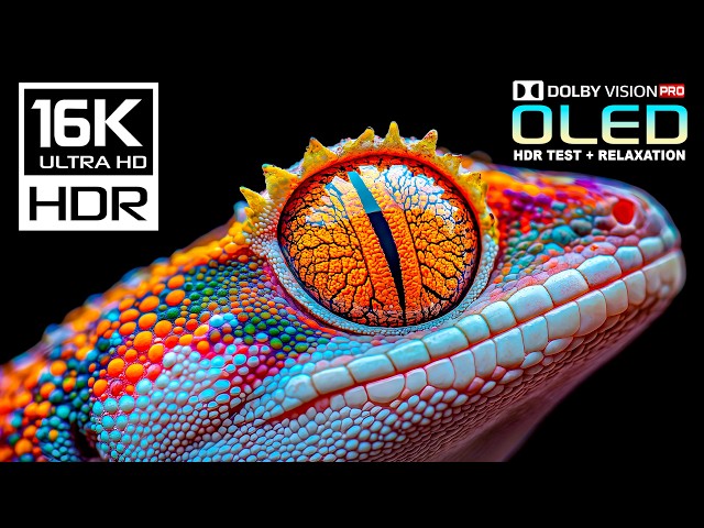 World's Best OLED Display Test | Dolby Vision 16K HDR 120 fps | 8K/4K Video ULTRA HD TV