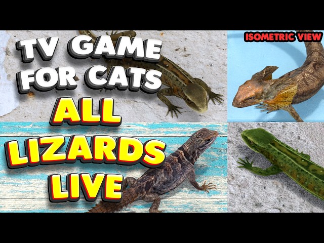 Cat TV | ALL Lizards 4K LIVE (Isometric) | 60 FPS | New lizard every 3 min