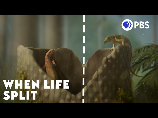 When Mammals and Reptiles Split