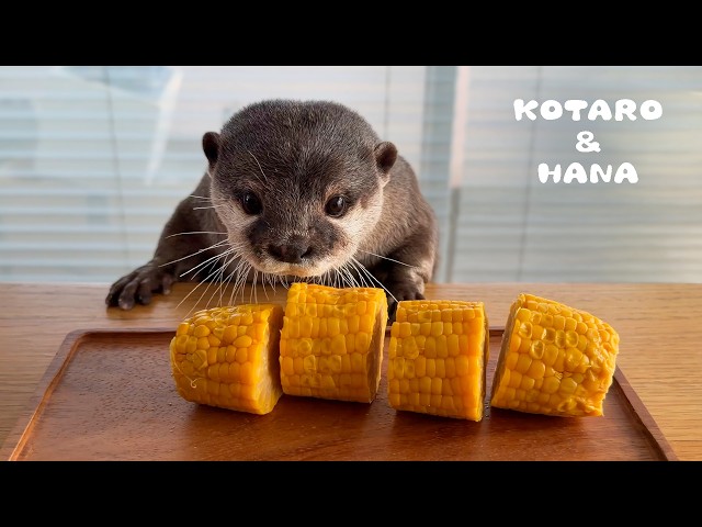 Otter Eats Corn on the Cob in the Cutest Way