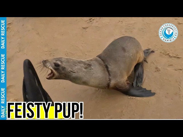 Murphy's Law Hits Rescuer During Double Seal Entanglement