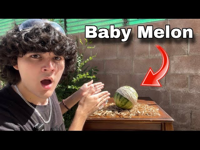 I Tried To Explode A Baby Watermelon!