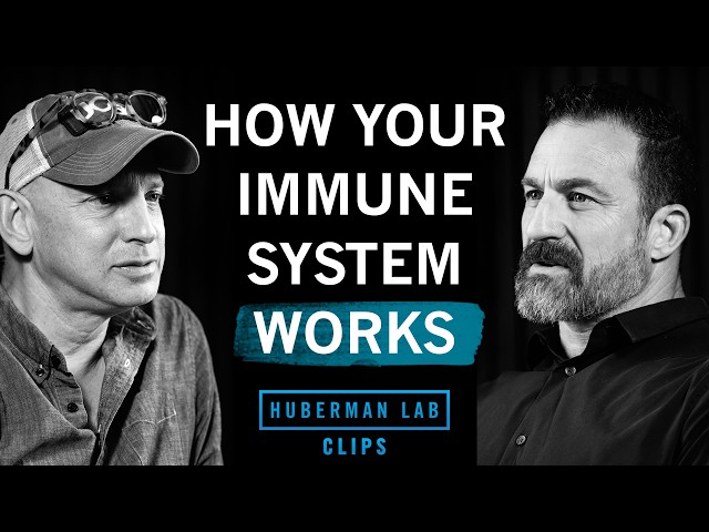How Your Immune System Functions | Dr. Max Krummel & Dr. Andrew Huberman