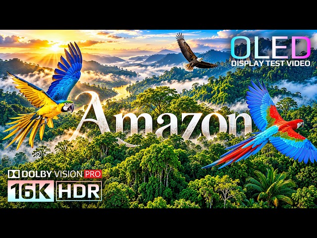 Amazon Wildlife 8K HDR: The World's Largest Tropical Jungle | Animals & Nature Sounds (4K Video)
