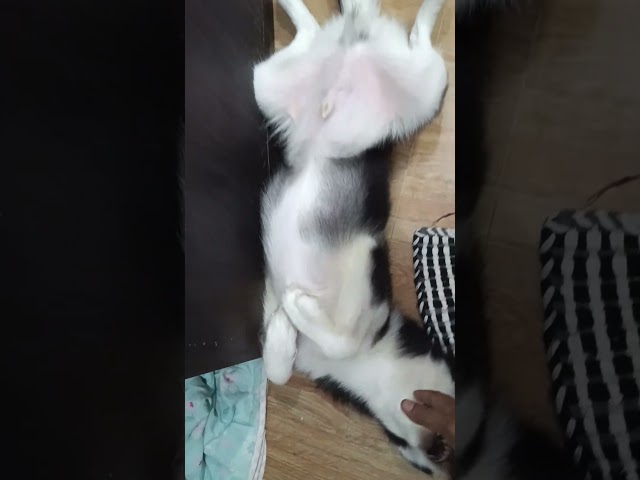 Snoopy @ 6months
