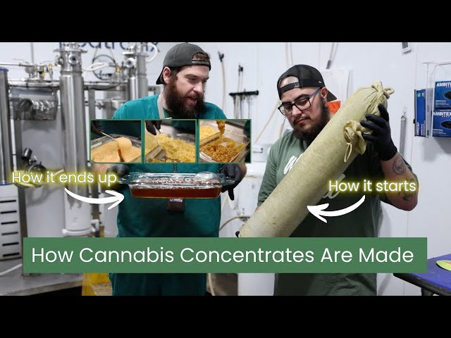 How Cannabis Concentrates Are Made Safely | Inside a Closed-Loop Extraction System