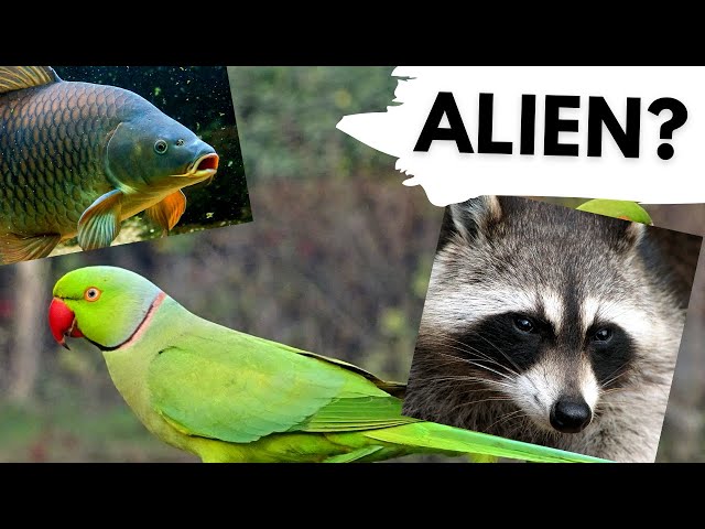 10 animals that should NOT be in the UK - Non-Native Species