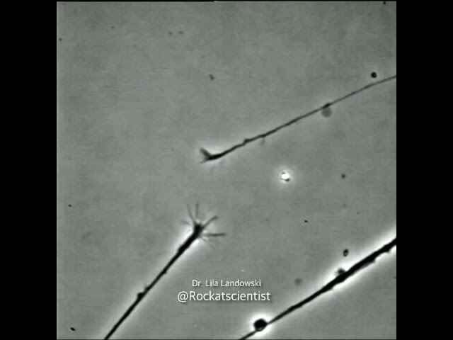 FINDING THAT CONNECTION© - neurons connecting to one another in a Petri dish - growth cones